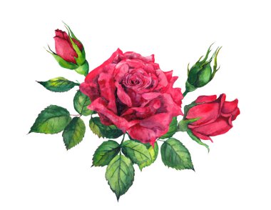 Kırmızı gül buketi. İzole suluboya çiçek şekil