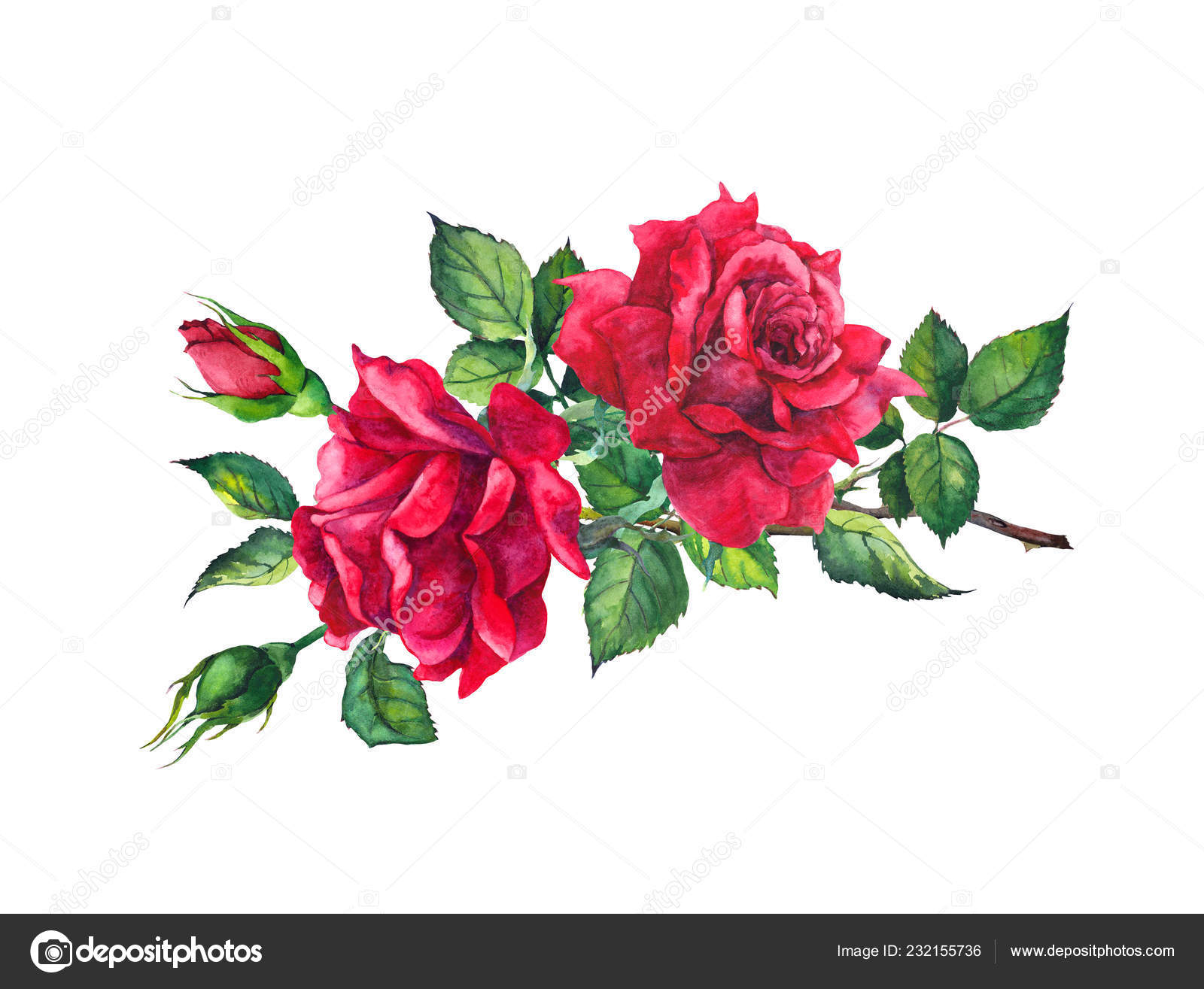 red roses sketch