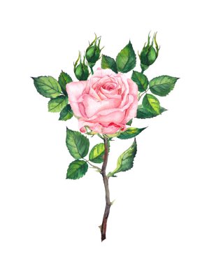 Bir pembe tomurcukları ve yaprakları ile yükseldi. Suluboya resim