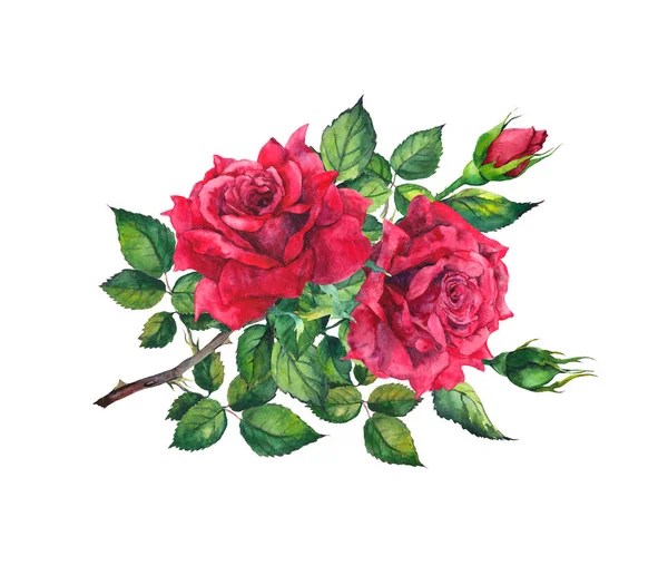 Czerwona Róża Kwiat branch. Akwarela ilustracja botaniczna — Zdjęcie stockowe