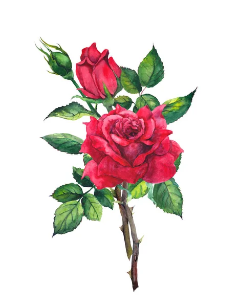 Červené růže květ - stonek s listy. Akvarel — Stock fotografie