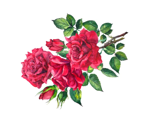 Rama de rosas rojas. Acuarela dibujo flor para San Valentín — Foto de Stock