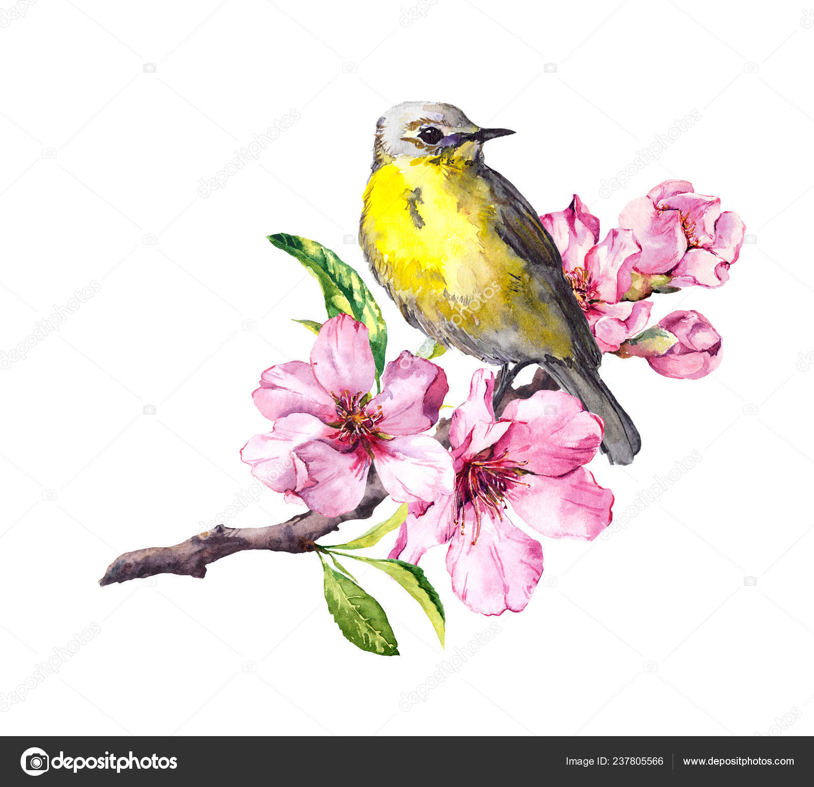 Oiseau Sur La Branche De Cerisier Florifère à La Fleur De