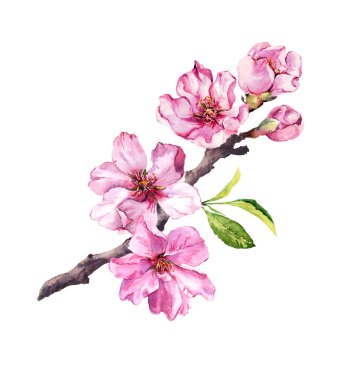 Çiçekli kiraz ağacı. Pembe elma çiçekler, sakura, badem çiçek çiçek açan dalı. Suluboya