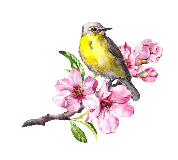 Cute bird on flowering cherry tree branch with spring blossom. Watercolor for spring time design — Stock Photo, Image