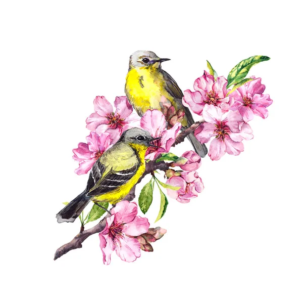 Birds on blossom branch with pink apple, cherry flowers sakura . Watercolor flowering tree — Stock Photo, Image