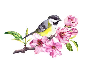 Kiraz çiçeği, sakura çiçekler bahar zaman şirin kuş. Suluboya dal