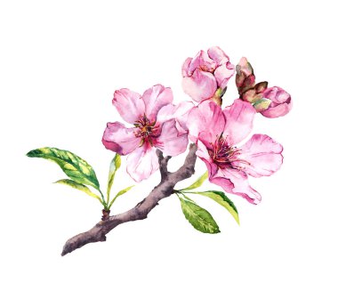 Çiçekli kiraz ağacı. Pembe elma çiçekler, sakura, badem çiçek çiçek açan dalı. Suluboya