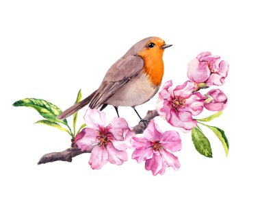 Kiraz, elma çiçekler kuş. Bahar çiçeği, sakura şube suluboya