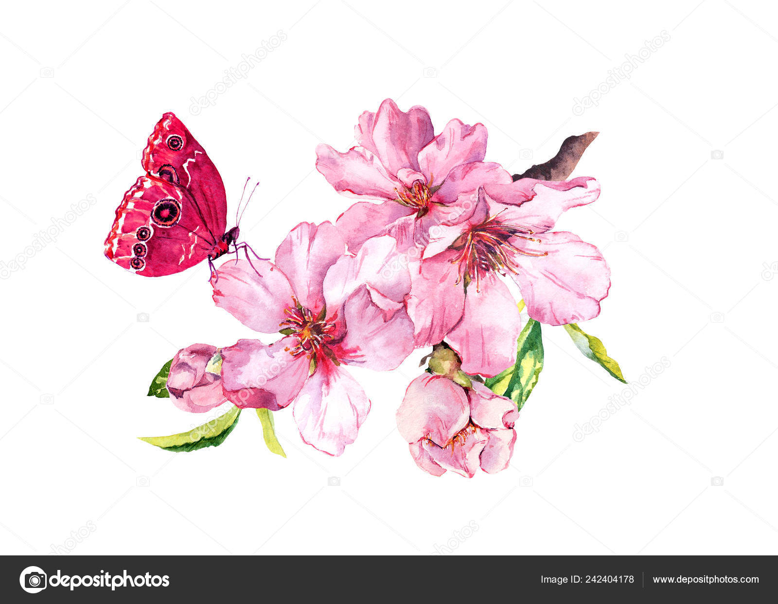 Spring Cherry Sakura Flowers Or Pink Apple Blossom And Butterfly Flourish Water Color Stock Photo Image By C Zzzorikk Spring Cherry Sakura Flowers Or Pink Apple Blossom And Butterfly Flourish Water Color Stock Photo Image By C Zzzorikk