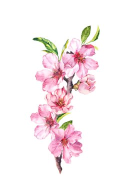 Bahar kiraz, sakura çiçek veya pembe elma çiçeği. Suluboya güzelleşmek