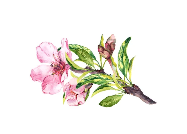 Pembe çiçekler, Bahar çiçeği. Elma, kiraz ağacının dalını çiçeklenme. Suluboya çiçekli dal — Stok fotoğraf