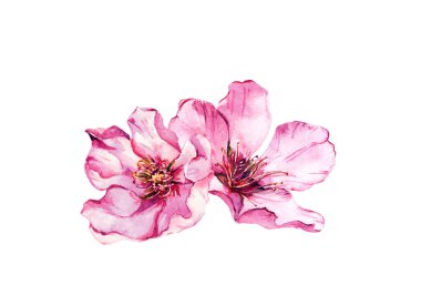 Pembe kiraz çiçeği, bahar çiçekleri elma, badem, sakura. Suluboya