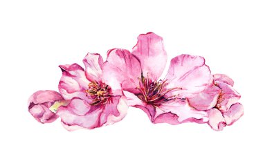 Kiraz çiçeği, pembe çiçekler bahar. Suluboya resim