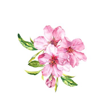 Bahar kiraz, sakura çiçek veya pembe elma çiçeği. Suluboya güzelleşmek