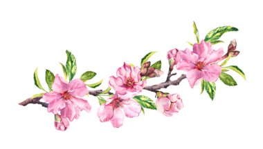 Kiraz çiçeği, bahar zaman sakura çiçeklenir. Su renk dal