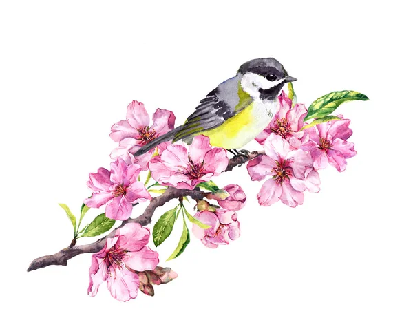 Song bird on cherry blossom branch with spring sakura flowers in springtime. Watercolor — Stock Photo, Image
