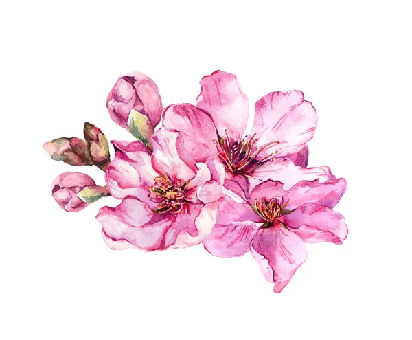 Lente tijd kersenbloesem, roze bloemen. Aquarel — Stockfoto