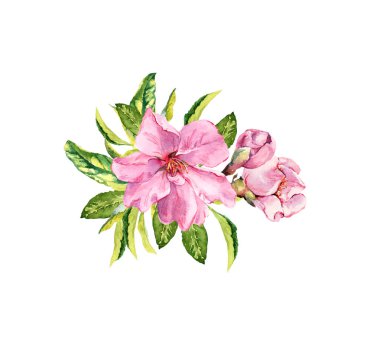 Bahar kiraz, sakura çiçek veya pembe elma çiçeği. Suluboya güzelleşmek