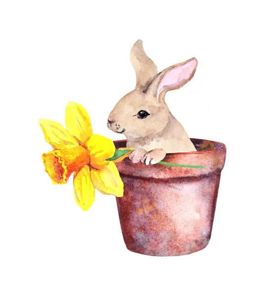 Kelinci kecil yang lucu dalam pot bunga dengan bunga crocus kuning. Pretty watercolor Easter bunny — Stok Foto