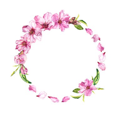 Kiraz çiçeği, bahar çiçekleri sakura. Çiçek çelenk yaprakları ile. Suluboya daire çerçeve
