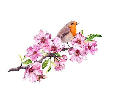 Bahar çiçekleri kuş. Bahar çiçeği, kiraz, elma, sakura şube. Suluboya