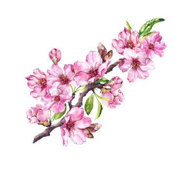 Pembe elma çiçekler, sakura, badem çiçek. Suluboya çiçekli dal