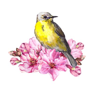 Kiraz çiçeği, sakura çiçekler bahar zaman şirin kuş. Suluboya dal