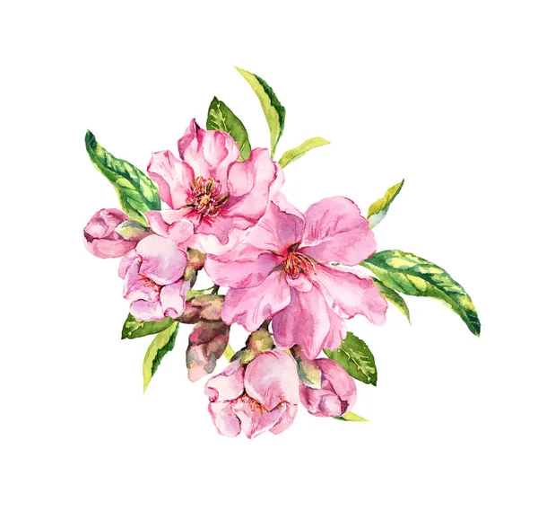 Roze Lentebloemen. Lente bloesem, kersen, appel, sakura tak. Aquarel — Stockfoto