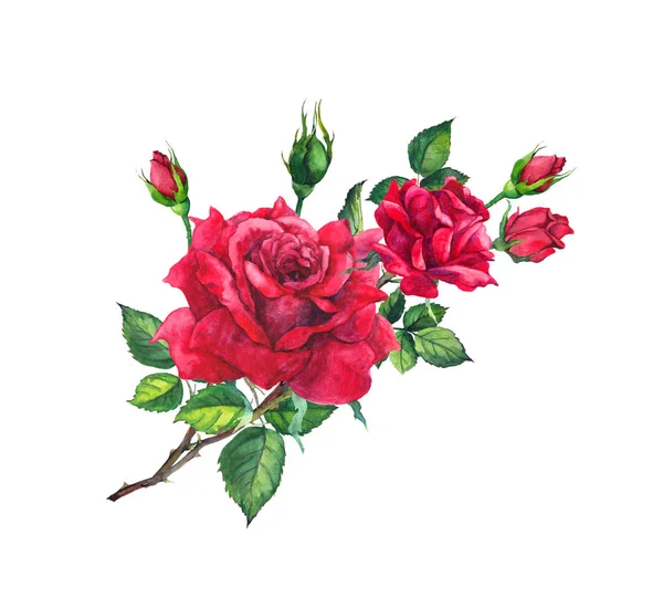 芽と葉を持つ赤いバラの枝。水彩画 — ストック写真