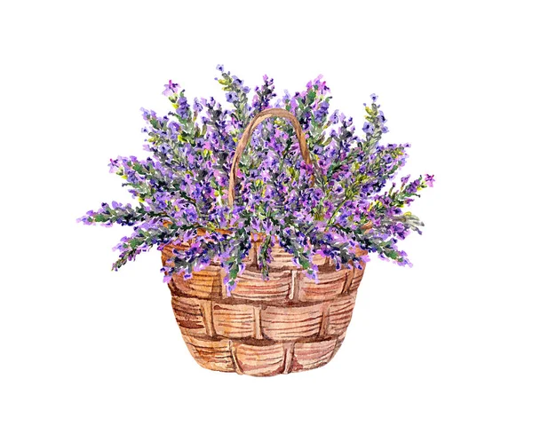Kwiaty lawendy, bukiet kwiatowy w koszyku. Ilustracja rocznika — Zdjęcie stockowe