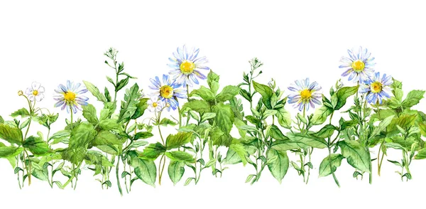 Kamillavirág, zöld fű. Zökkenőmentes határ a növényekkel. Akvarell — Stock Fotó