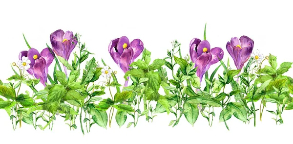 Fleurs de crocus violet, herbe verte. Bordure florale horizontale sans couture. Fleurs printanières, plantes printanières. Aquarelle — Photo