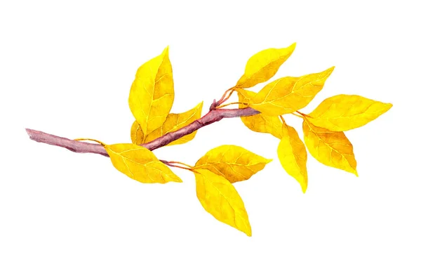 Folhas abstratas amarelas no ramo de outono. Aquarela — Fotografia de Stock