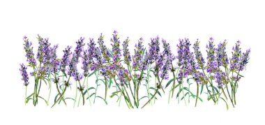 Lavanta çiçeği sınırı. Suluboya menekşe çiçekleri çizimi