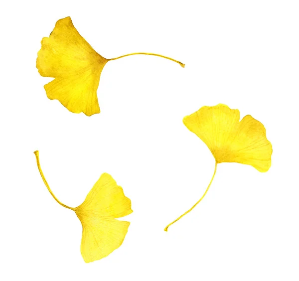 Daun ginkgo kuning musim gugur. Ilustrasi musiman warna air — Stok Foto