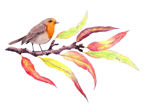 美丽的知更鸟在秋天的枝头,抽象的叶子.水彩画 — 图库照片
