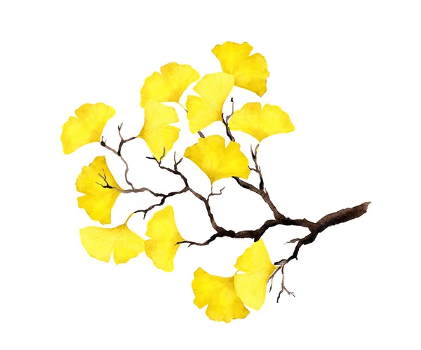 黄色の銀杏の葉を持つ秋の枝。水彩画 — ストック写真