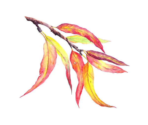 枝に赤、黄色の装飾的な秋の葉。水彩植物図 — ストック写真