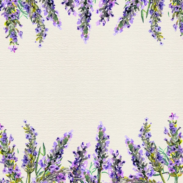 Lavendelblommor. Vattenfärg kantremsa, blommigt kort — Stockfoto