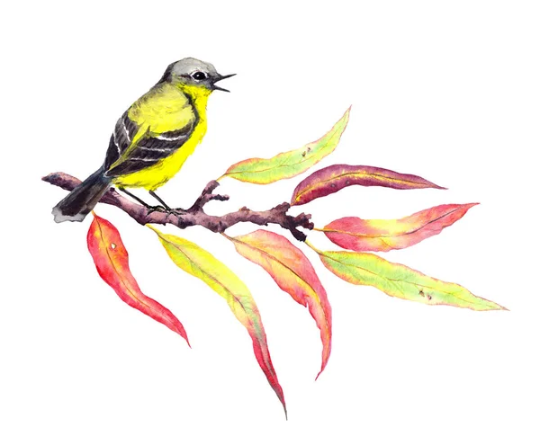 Mignon oiseau chanteur sur brindille d'automne avec des feuilles rouges et jaunes. Aquarelle — Photo
