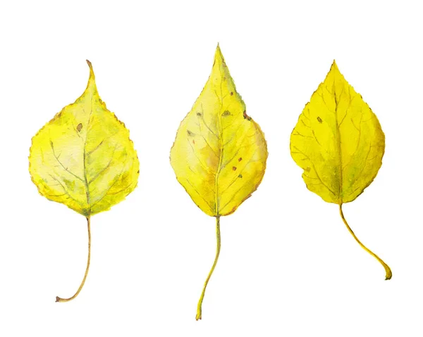 Набор акварельных желтых осенних листьев. Сезонная иллюстрация — стоковое фото