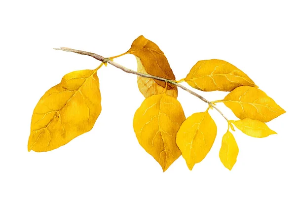 秋の枝に黄色い葉。水彩画 — ストック写真