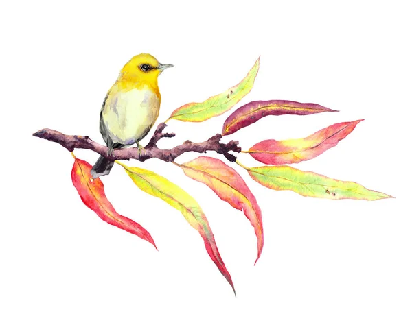 Lindo pájaro cantor en rama de otoño con hojas rojas y amarillas. Color de agua — Foto de Stock