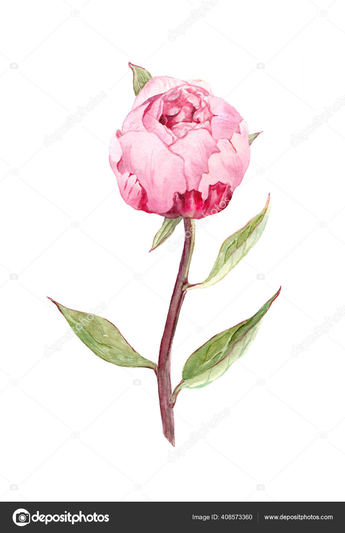 Bud de flor de peônia. Quadro botânico da cor da água Ilustração de  ©zzzorikk #408573360, image size:1102x1700