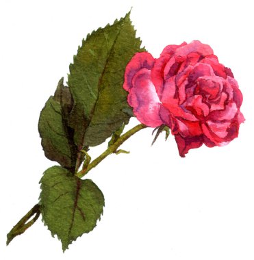 Yapraklı ve saplı kırmızı gül çiçeği. Suluboya çizimi