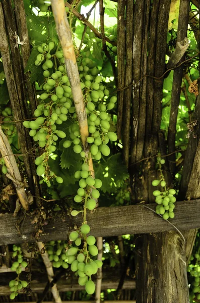 Manojos Uva Soleados Viñedo — Foto de Stock