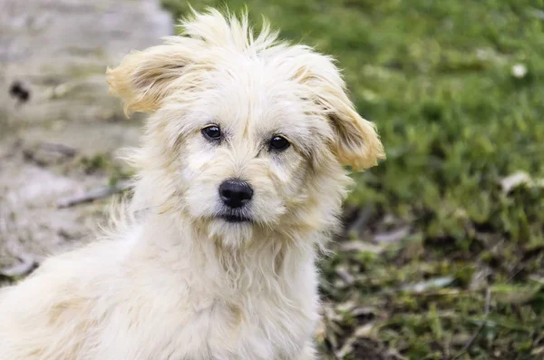 Een Hond Van Vooraanzicht — Stockfoto