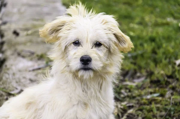 Een Hond Van Vooraanzicht — Stockfoto