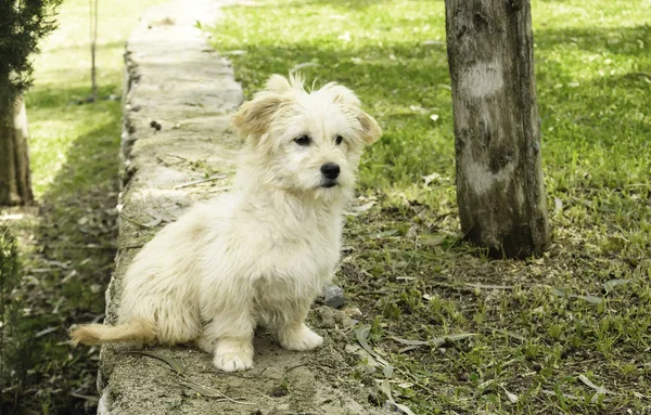 Hund Framifrån — Stockfoto